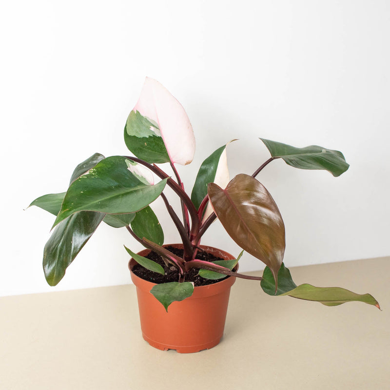 Load image into Gallery viewer, Philodendron 'Pink Princess'
