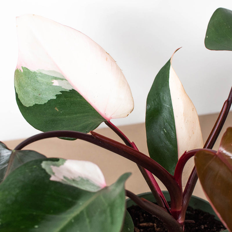Load image into Gallery viewer, Philodendron 'Pink Princess'
