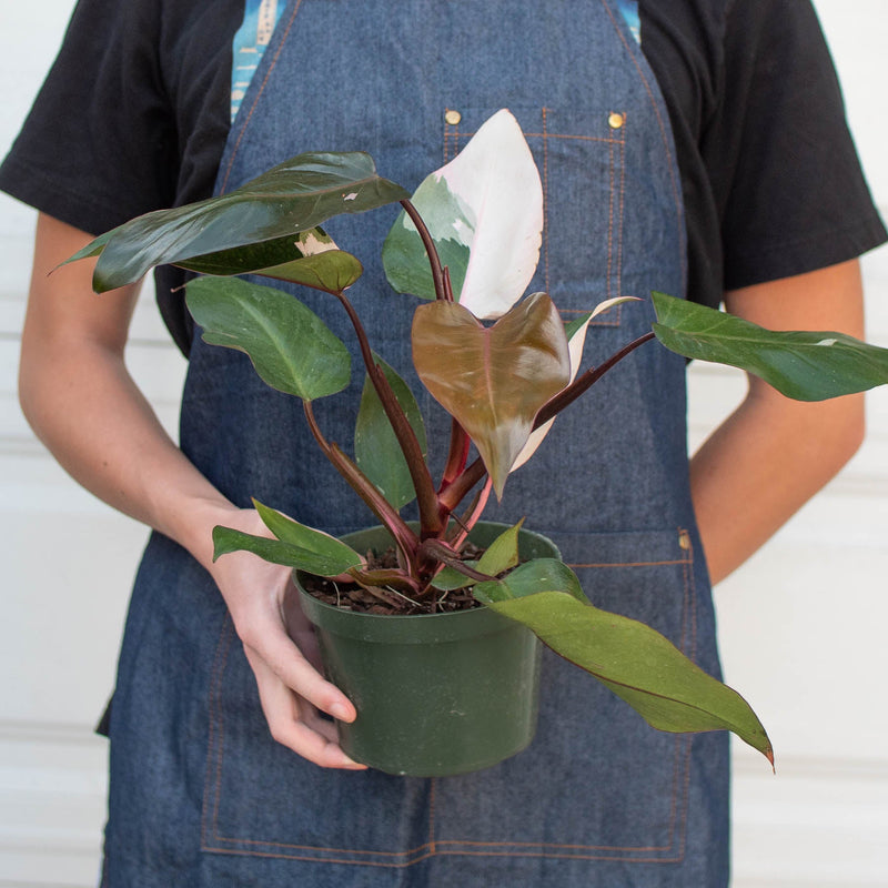 Load image into Gallery viewer, Philodendron 'Pink Princess'
