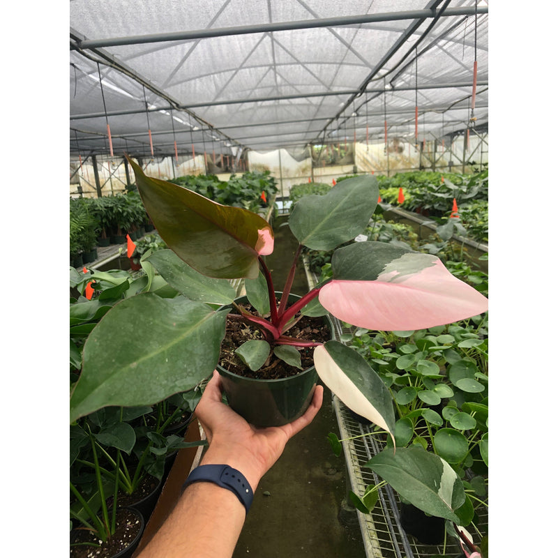 Load image into Gallery viewer, Philodendron 'Pink Princess'
