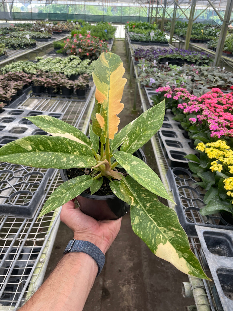 Load image into Gallery viewer, Philodendron 'Variegated Ring of Fire '
