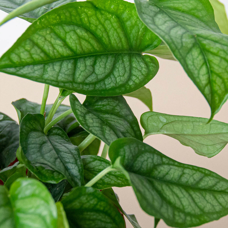 Load image into Gallery viewer, Monstera 'Siltepecana'
