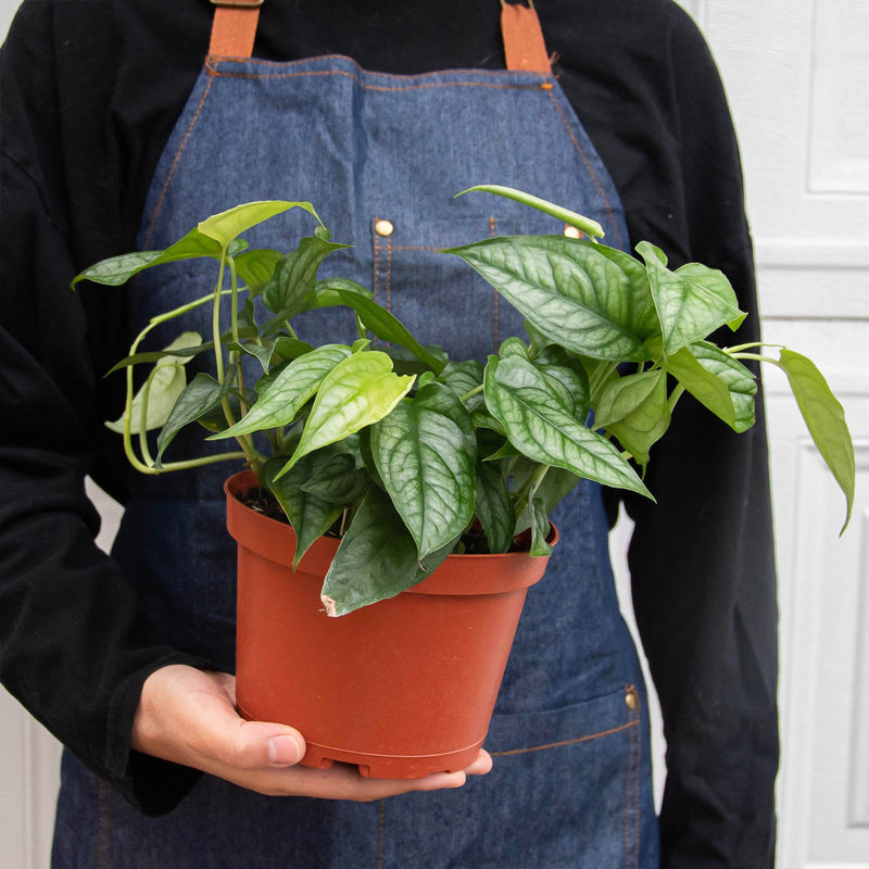 Load image into Gallery viewer, Monstera 'Siltepecana'
