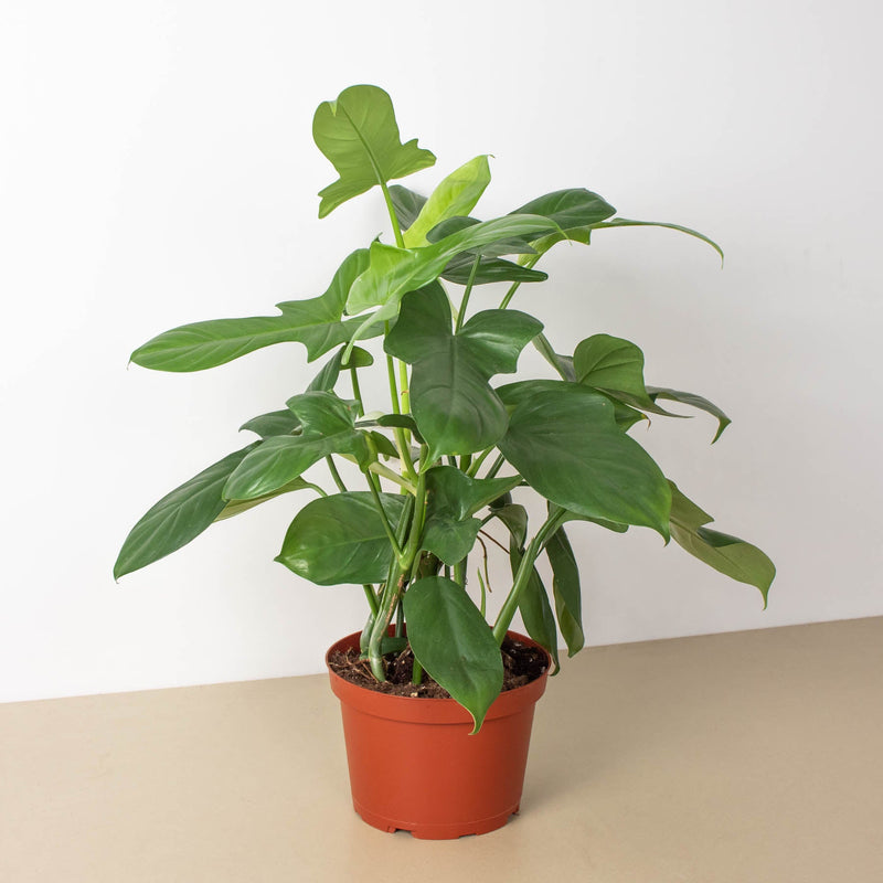 Load image into Gallery viewer, Philodendron 'Silver Sword'
