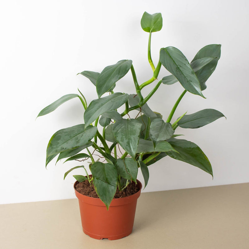Load image into Gallery viewer, Philodendron 'Silver Sword'
