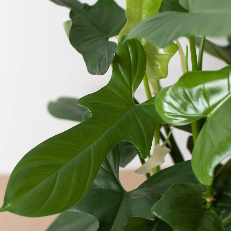 Load image into Gallery viewer, Philodendron 'Silver Sword'
