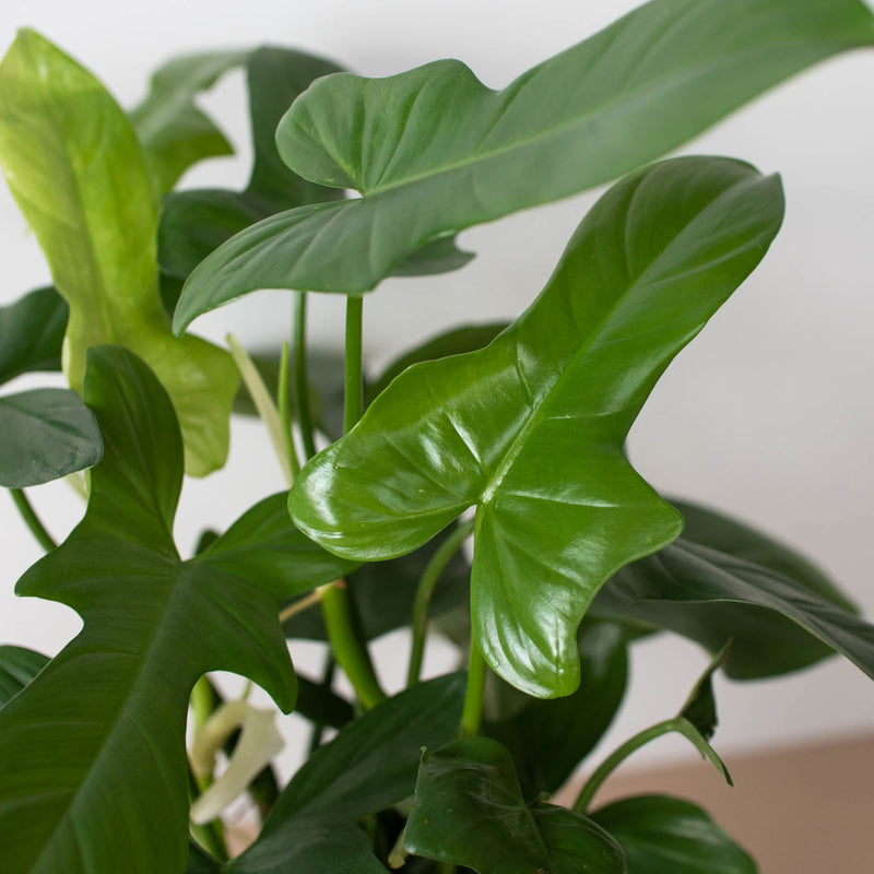 Load image into Gallery viewer, Philodendron 'Silver Sword'
