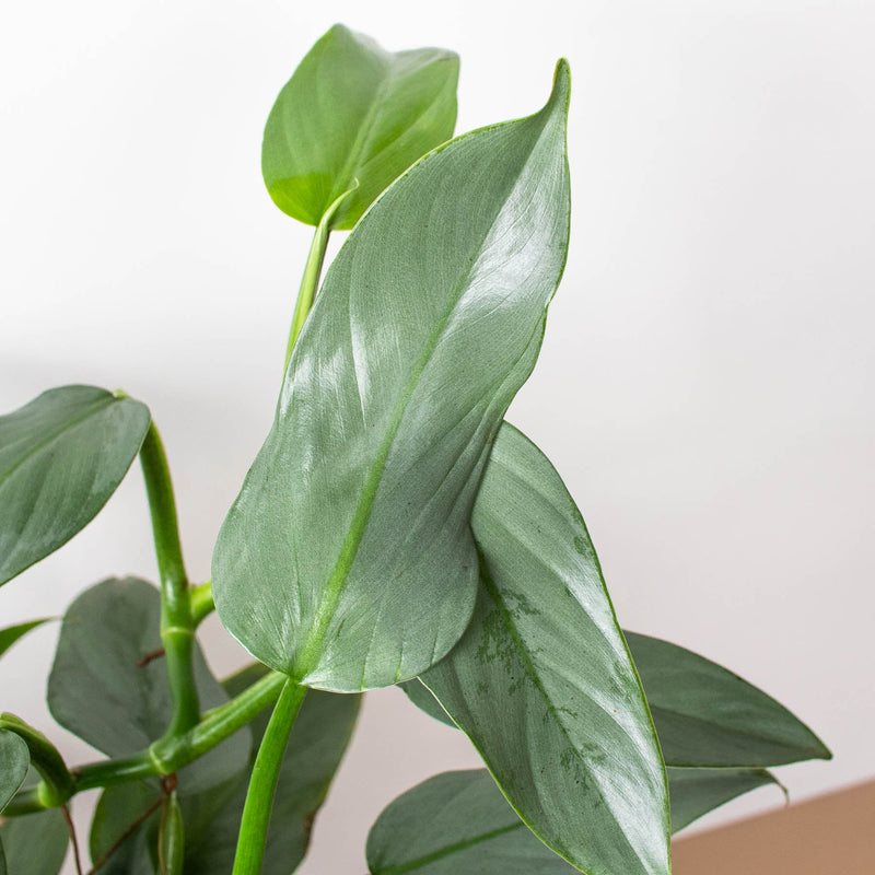 Load image into Gallery viewer, Philodendron 'Silver Sword'

