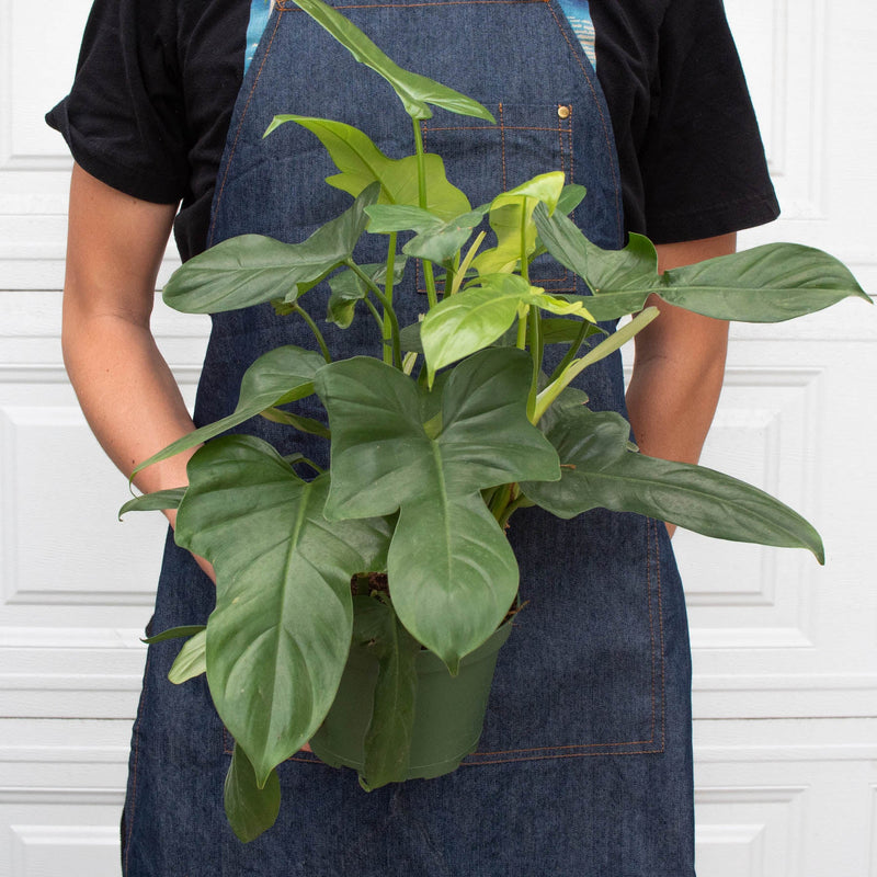 Load image into Gallery viewer, Philodendron 'Silver Sword'

