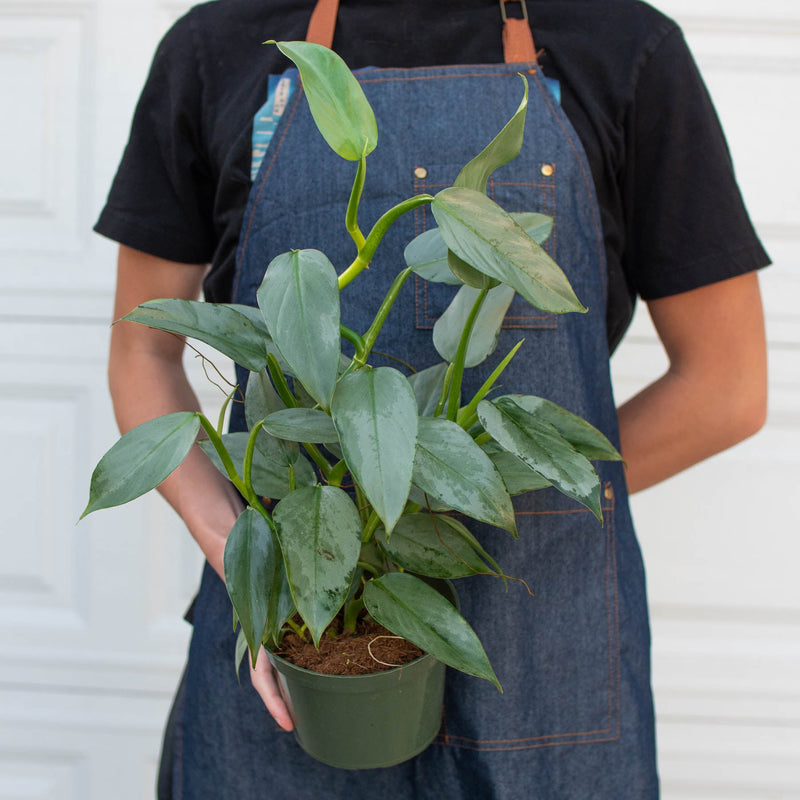 Load image into Gallery viewer, Philodendron 'Silver Sword'
