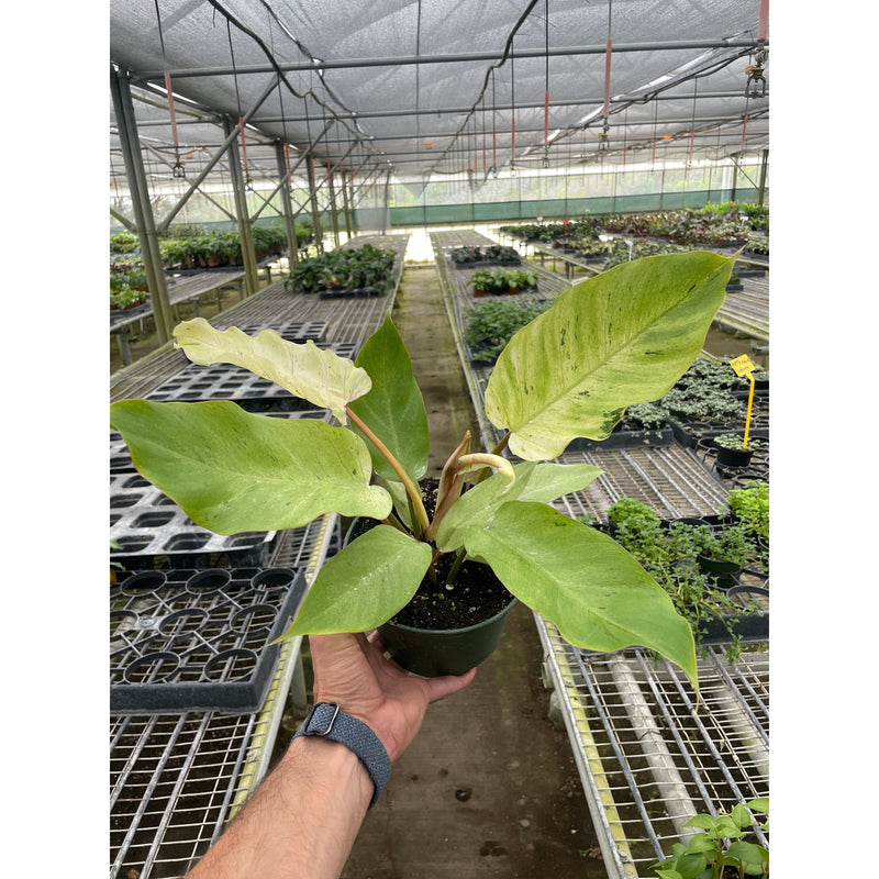 Load image into Gallery viewer, Philodendron 'Snowdrift'
