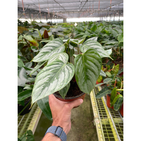 Philodendron Sodiroi