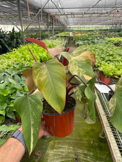 Philodendron 'Strawberry Shake', additional product view 2