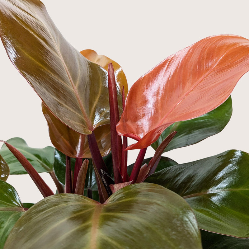 Load image into Gallery viewer, Philodendron 'Sun Red'
