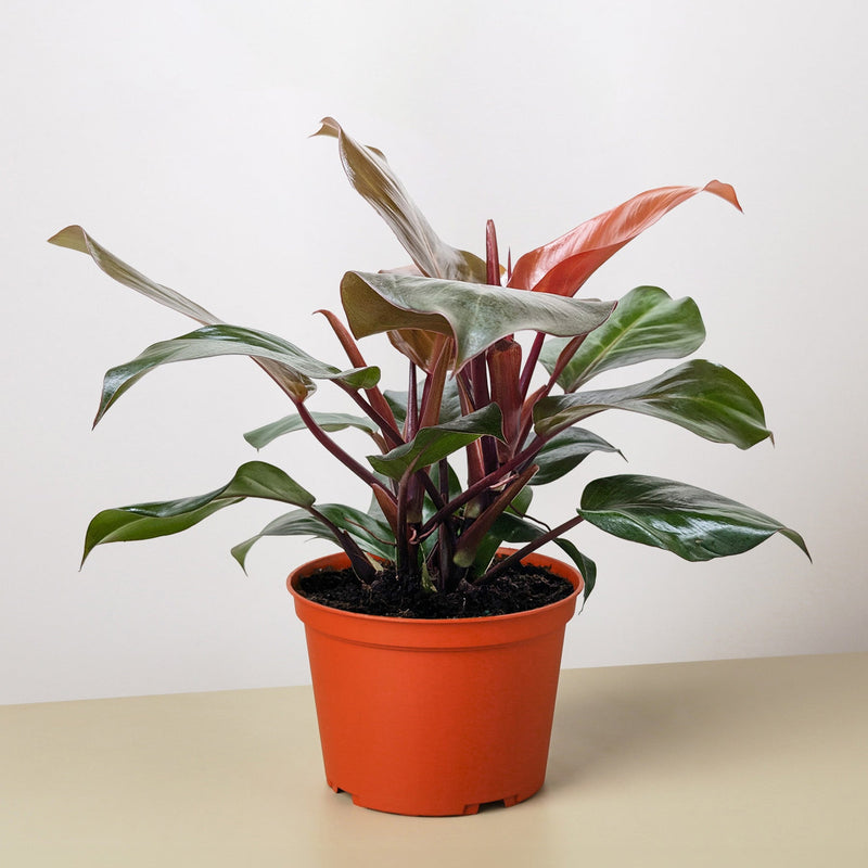 Load image into Gallery viewer, Philodendron 'Sun Red'
