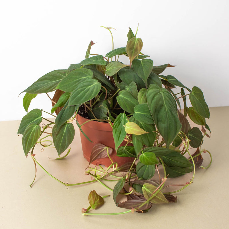 Load image into Gallery viewer, Philodendron 'Velvet'
