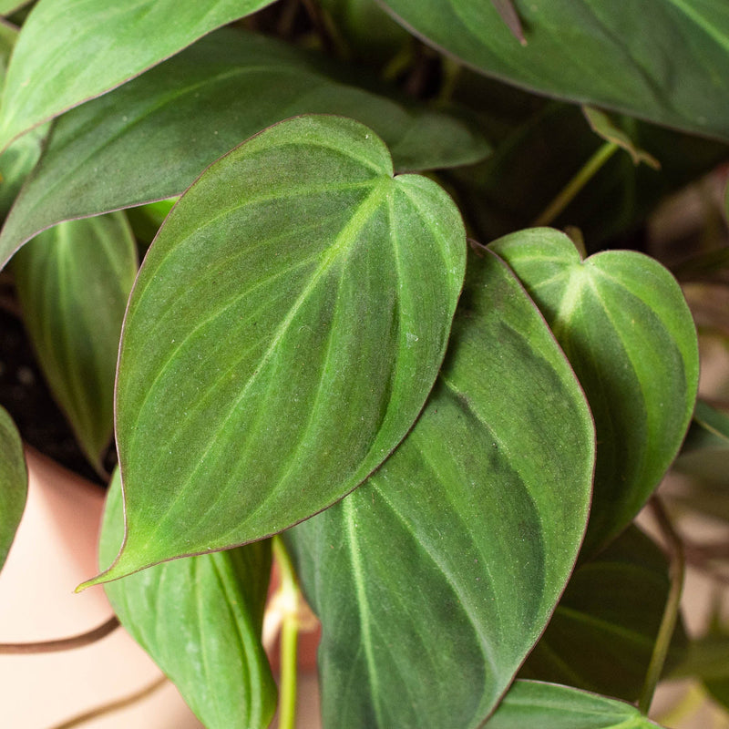 Load image into Gallery viewer, Philodendron 'Velvet'
