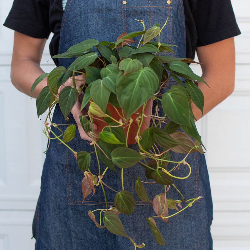 Load image into Gallery viewer, Philodendron 'Velvet'
