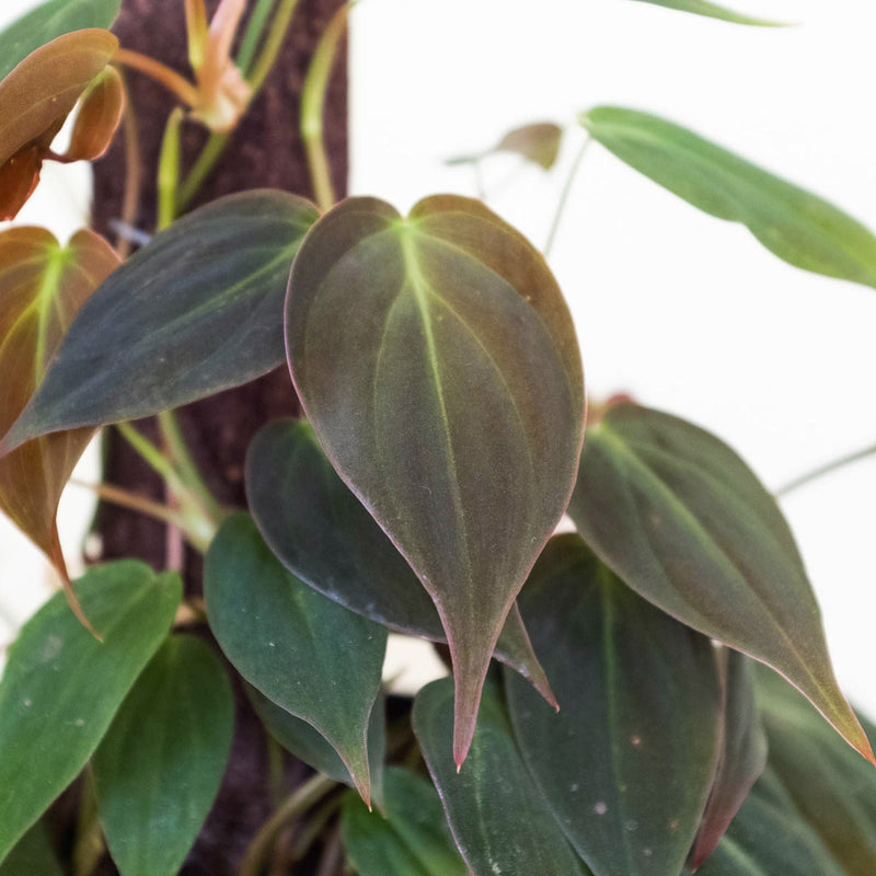 Load image into Gallery viewer, Philodendron 'Velvet'
