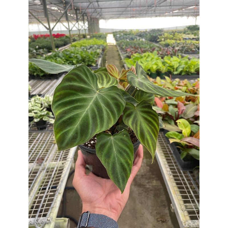 Load image into Gallery viewer, Philodendron 'Verrucosum'
