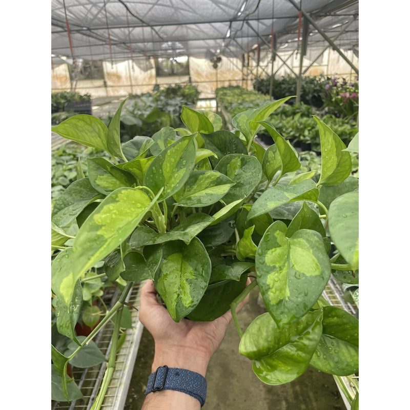 Load image into Gallery viewer, Pothos Global Green
