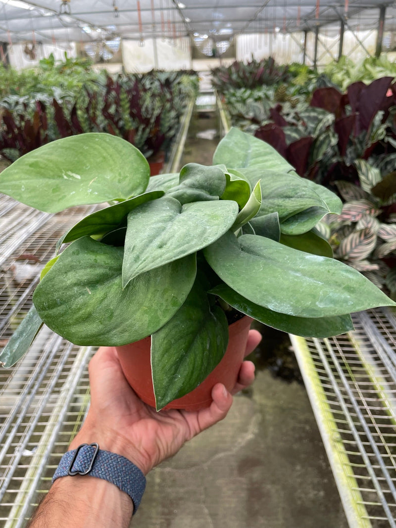 Load image into Gallery viewer, Pothos Jade Satin
