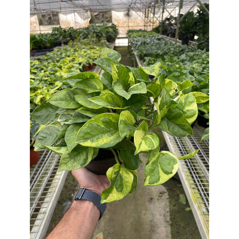 Pothos Lemon Meringue