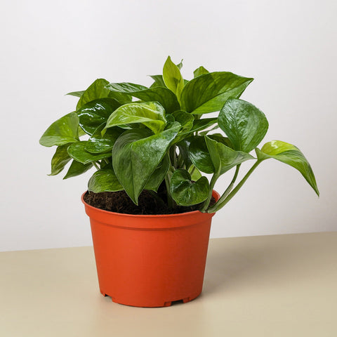 Pothos Lemon Top