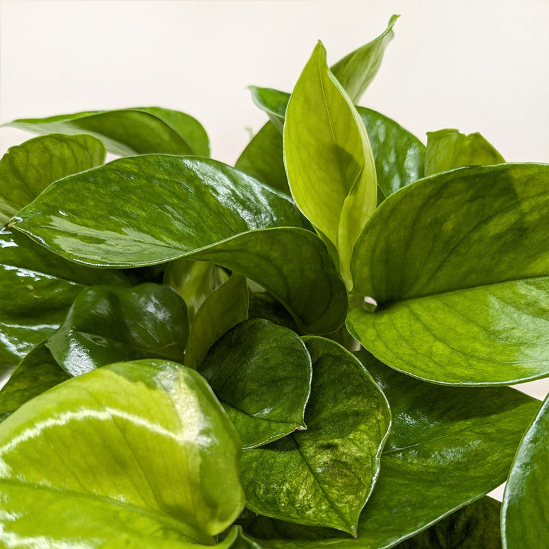 Load image into Gallery viewer, Pothos 'Lemon Top'
