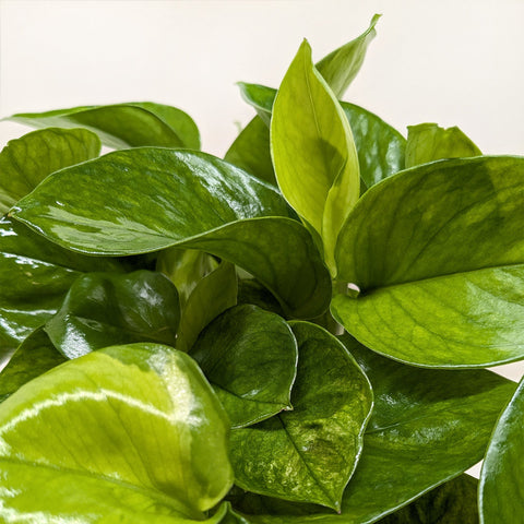Pothos 'Lemon Top', top view