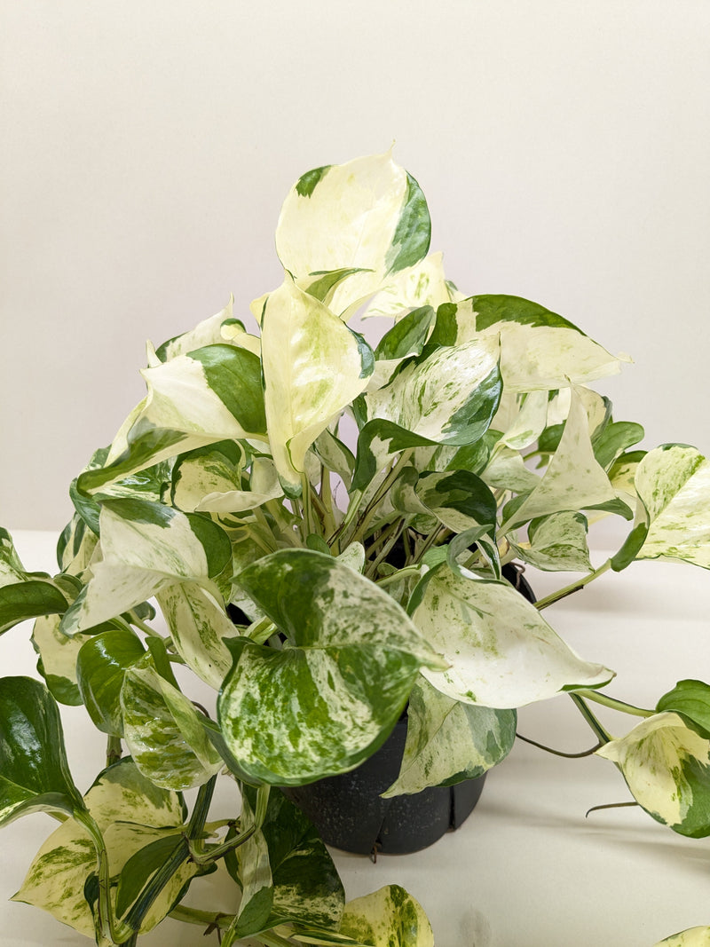 Load image into Gallery viewer, Pothos 'Manjula'
