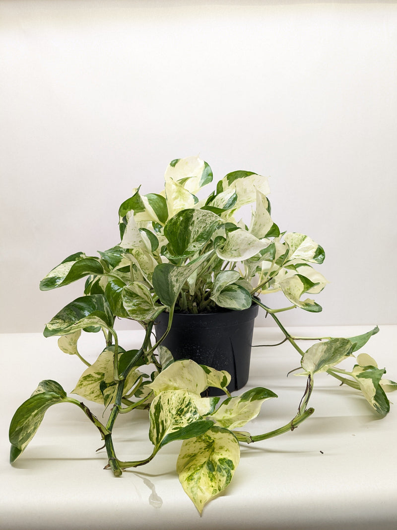 Load image into Gallery viewer, Pothos 'Manjula'
