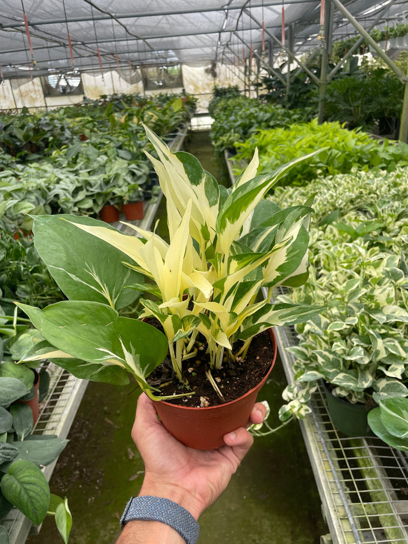 Load image into Gallery viewer, Pothos 'Mutant Manjula'
