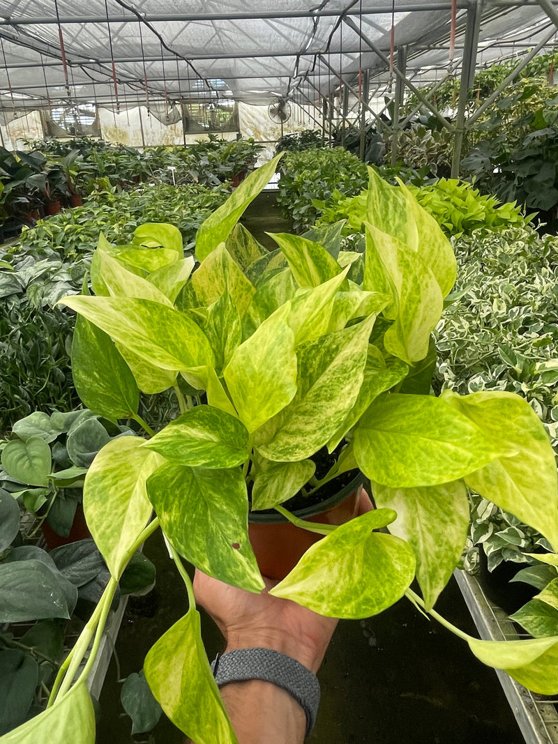 Load image into Gallery viewer, Pothos 'Neon Queen'
