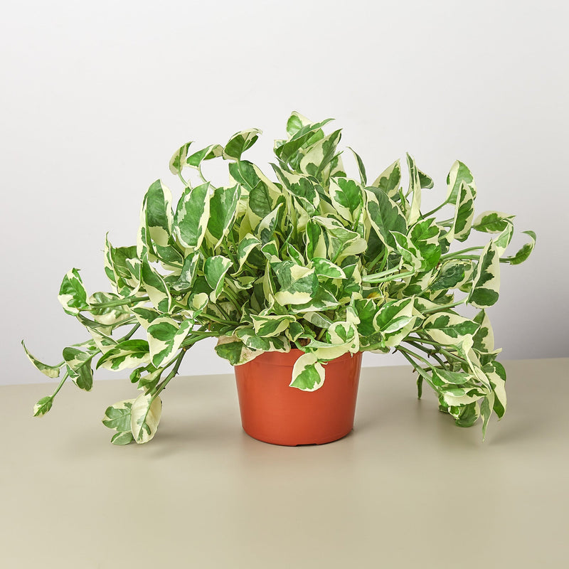 Load image into Gallery viewer, Pothos 'N'joy'
