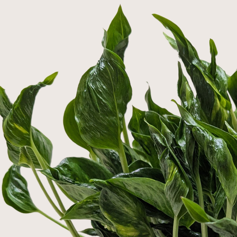 Load image into Gallery viewer, Pothos 'Shangri La'
