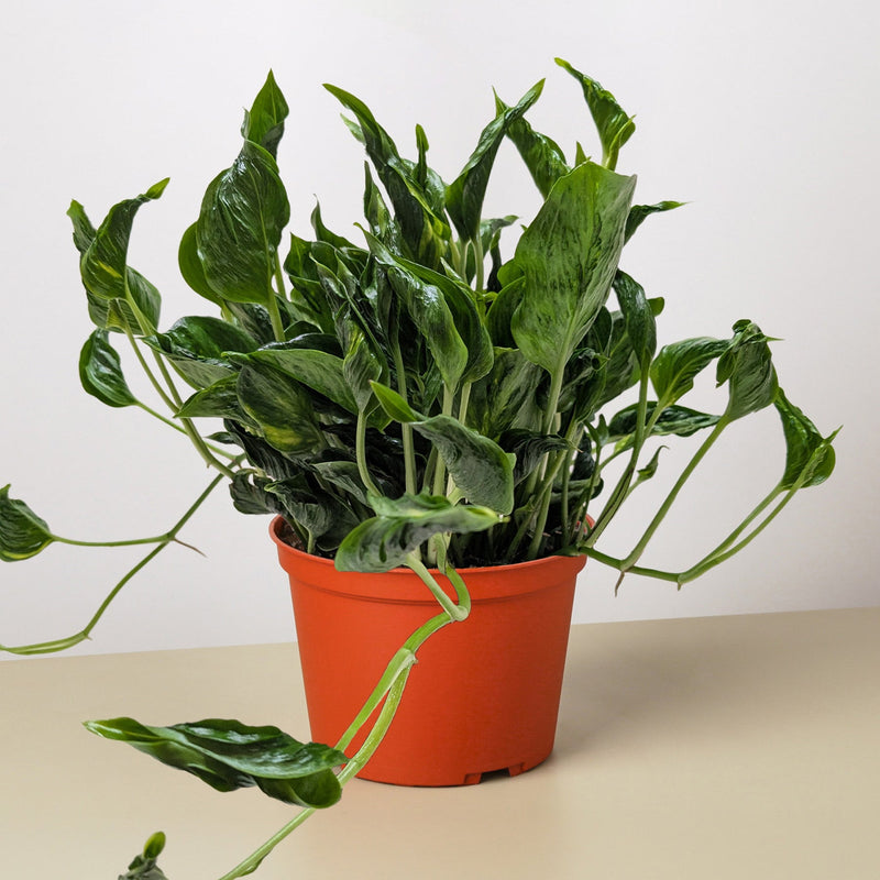Load image into Gallery viewer, Pothos 'Shangri La'
