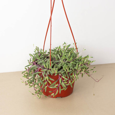 String of Rubies - 6