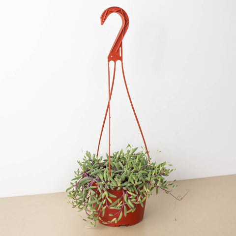 String of Rubies 6 Inch Pot