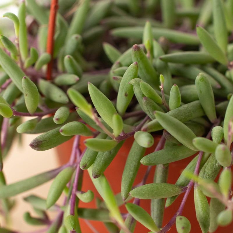 Load image into Gallery viewer, String of Rubies - 6" Pots
