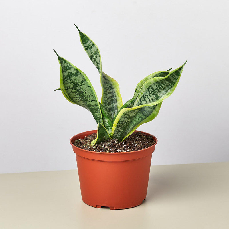 Load image into Gallery viewer, Snake Plant 'Twist'
