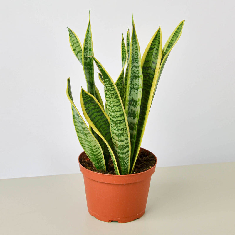 Load image into Gallery viewer, Snake Plant 'Laurentii'
