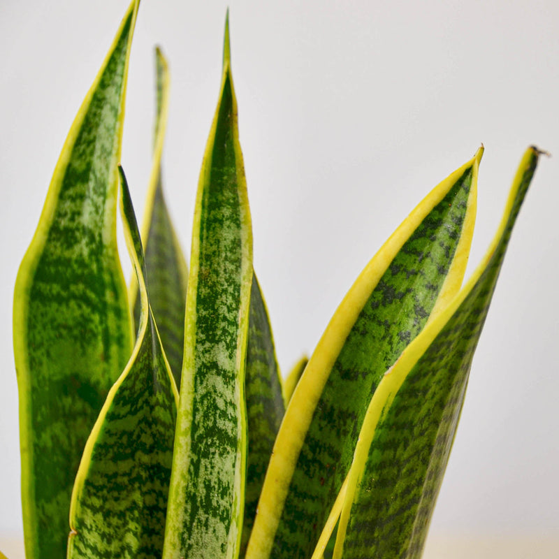 Load image into Gallery viewer, Snake Plant 'Laurentii'
