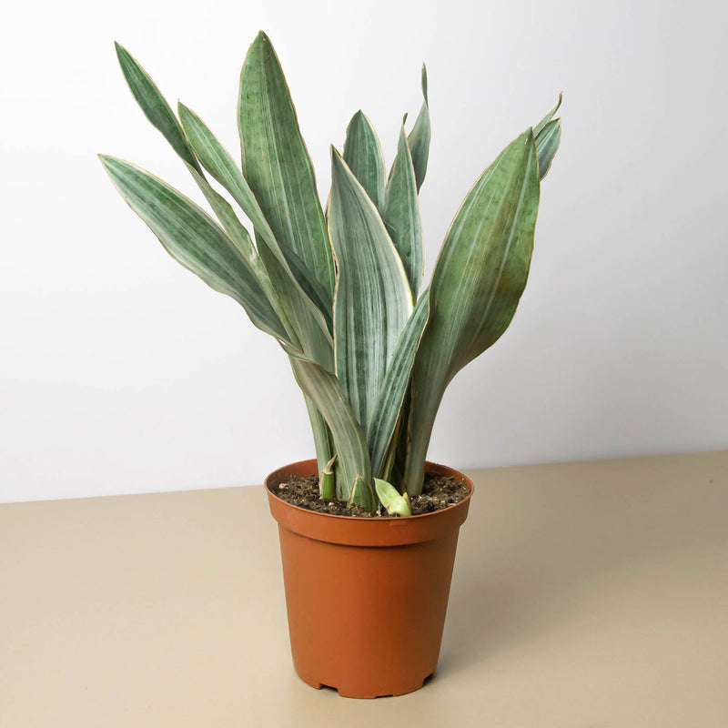 Load image into Gallery viewer, Snake Plant 'Sayuri'
