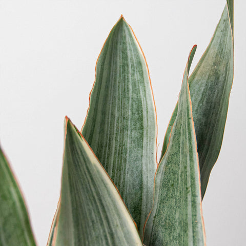 Snake Plant 'Sayuri', additional product view 2