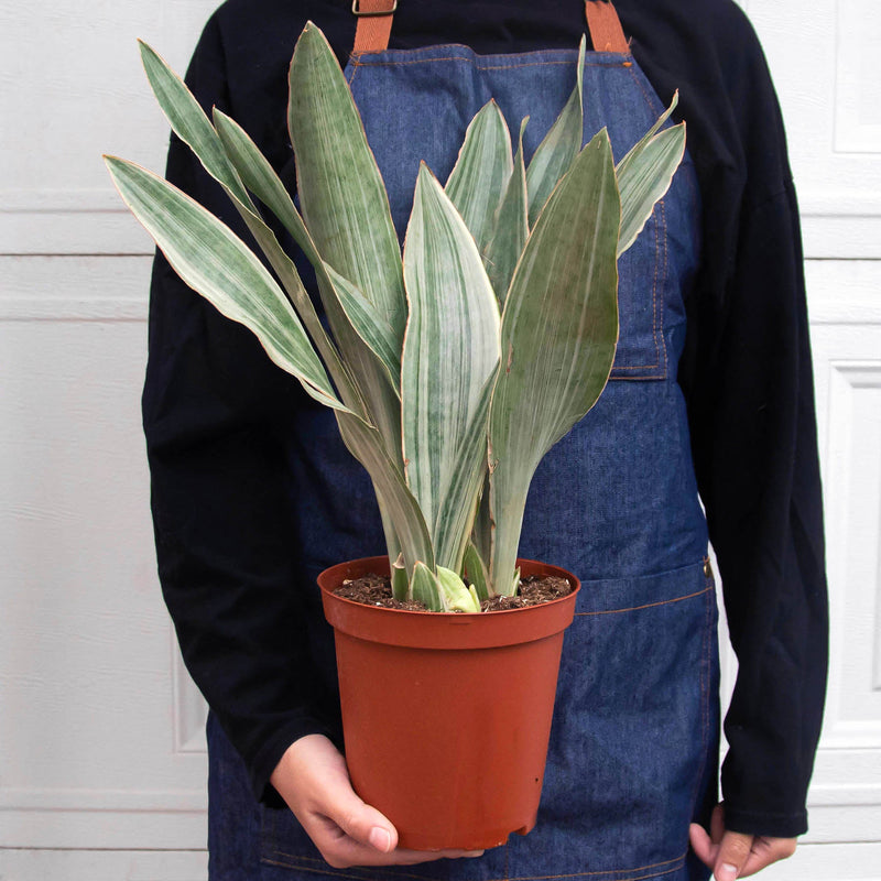 Load image into Gallery viewer, Snake Plant 'Sayuri'
