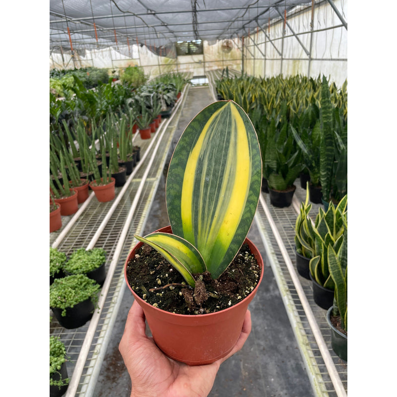 Load image into Gallery viewer, Variegated Shark Fin Snake Plant
