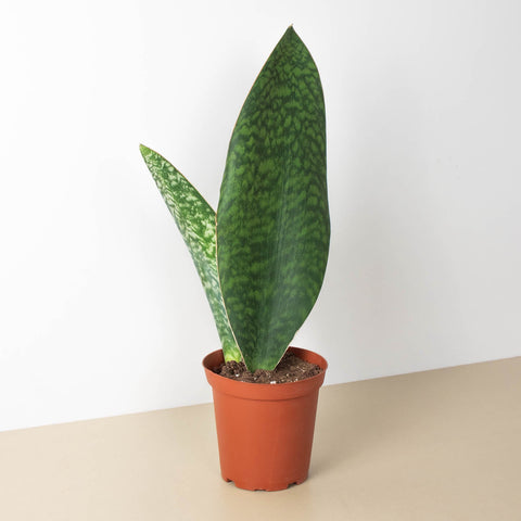 Shark Fin Snake Plant, additional product view 2