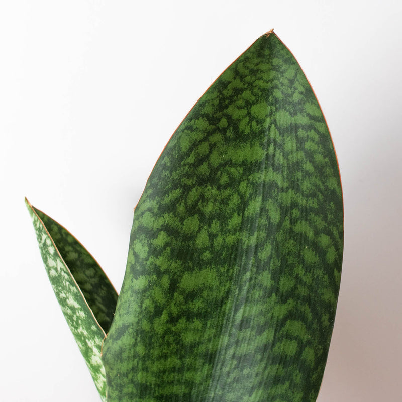 Load image into Gallery viewer, Shark Fin Snake Plant
