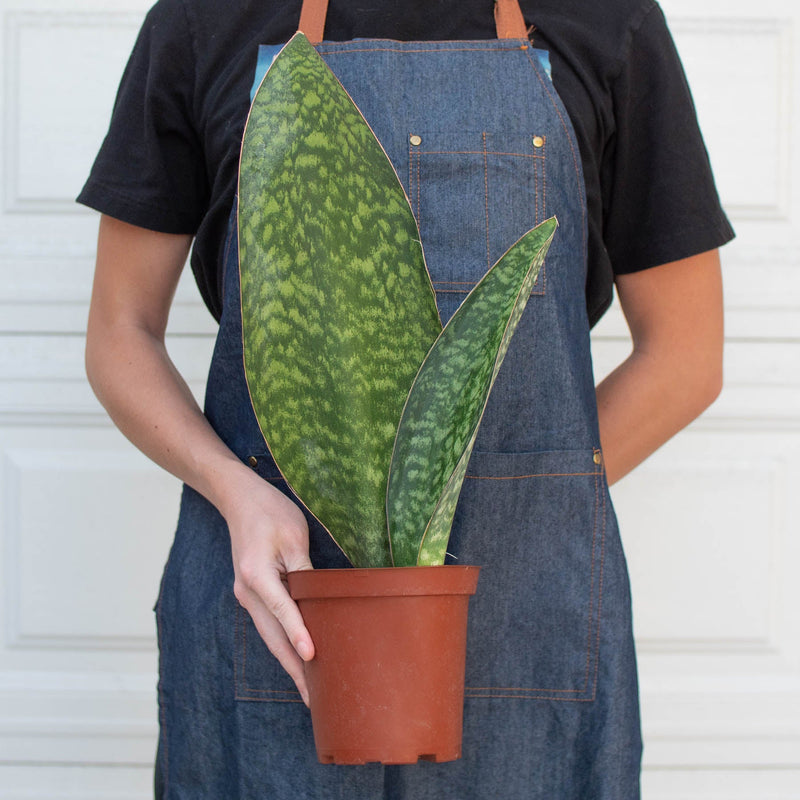 Load image into Gallery viewer, Shark Fin Snake Plant
